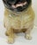 Chestnut Midcentury Italian Pug Sculpture in Glazed Terra Cotta For Sale - Image 8 of 11