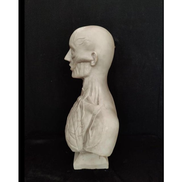 Jean-Antoine Houdon, Anatomical Bust from the Houdon Model, Carrara Marble For Sale - Image 8 of 12