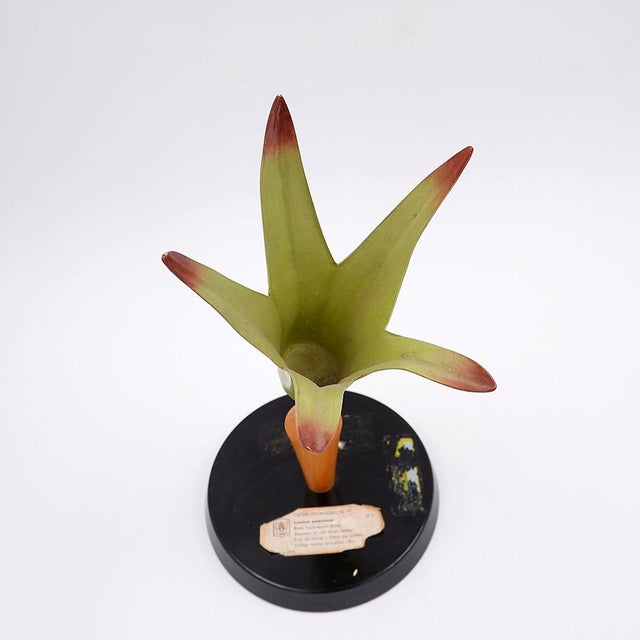 Vintage German Botanical Model of the Lamium Purpureum Flower, 1930s For Sale - Image 10 of 12