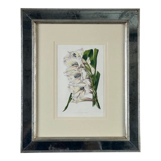 Vintage Trowbridge Custom Framed Botanical Print “Gladiolus × Willmoreanus” After Louis Van Houtte (1810–1876) For Sale