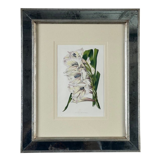 Vintage Trowbridge Custom Framed Botanical Print “Gladiolus × Willmoreanus” After Louis Van Houtte (1810–1876) For Sale