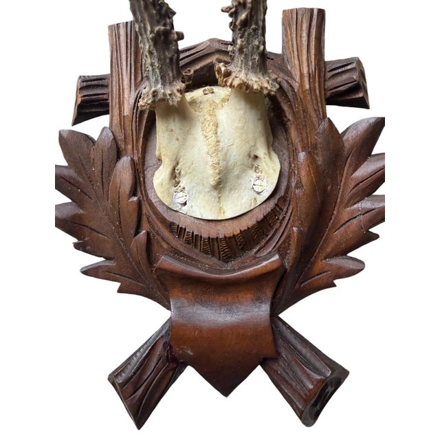 Roe deer trophy on a wood plaque carved with oak leaves.