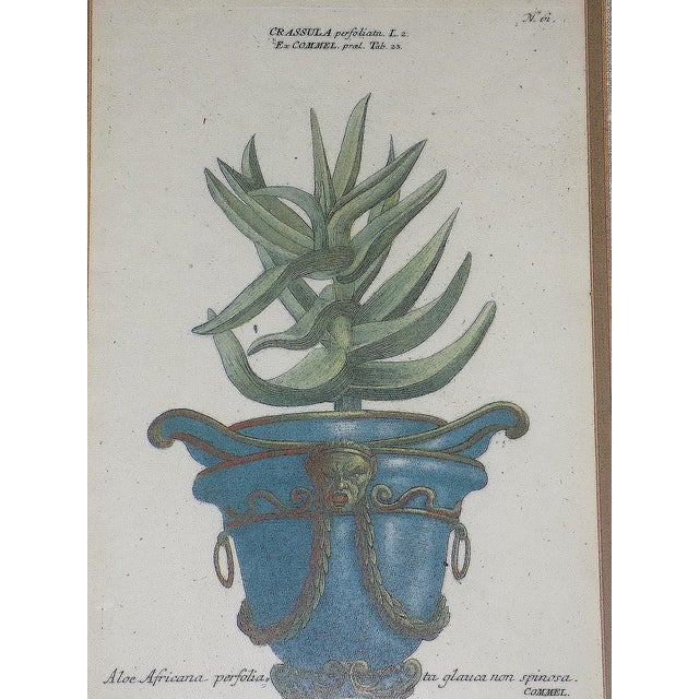 Realism Antique 18th Century Johann Wilhelm Weinmann Folio Size Framed Hand Colored Mezzotints "Aloe Africana" - A Pair For Sale - Image 3 of 9