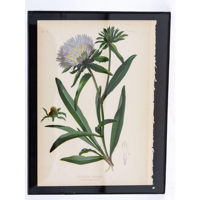Paper Early Meadow-Rue Fern Botanical Print on Paper, Usa Early 20th C. For Sale - Image 7 of 8