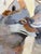 Paint “Coyote Love” Art by LWren Walraven For Sale - Image 7 of 11