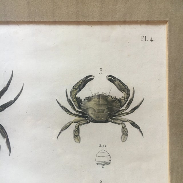 Zoology Crabs 1805-12 - Description De l'Egypte Antique Large Engraved Plate For Sale - Image 11 of 12