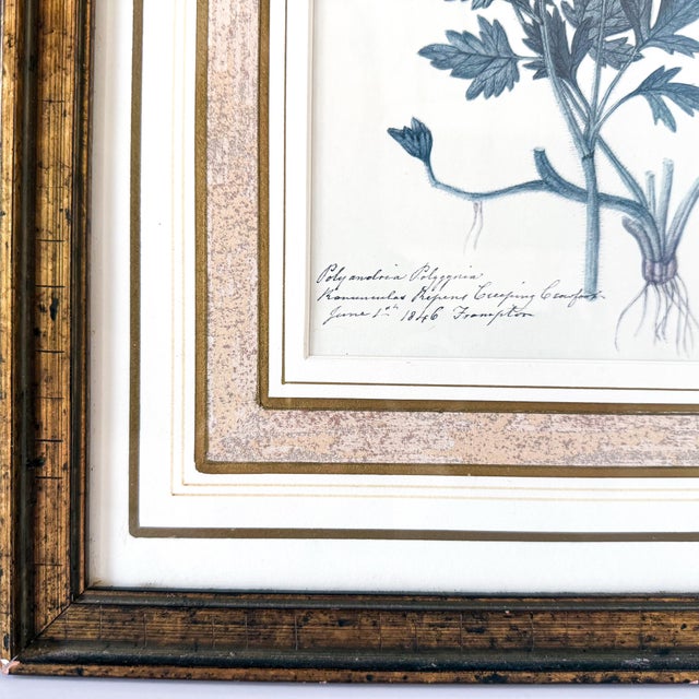 English Late 20th Century Pair of 1840s Reproduction Botanical Specimen Prints, Charlock Mustard & Creeping Crowfoot For Sale - Image 3 of 10
