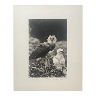 Rare 1975 'harpy Eagle Mother & Baby Fledgling' in Nest Neil Rettig Photograph For Sale