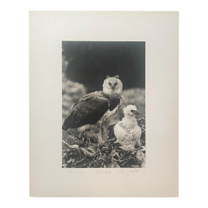 Rare 1975 'harpy Eagle Mother & Baby Fledgling' in Nest Neil Rettig Photograph