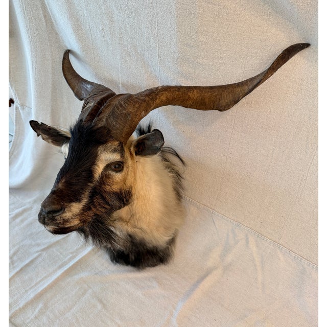 Spanish Black Catalina Goat Taxidermy Shoulder Mount For Sale - Image 3 of 9