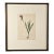 French Botanical Illustration, 19th Century For Sale