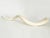 1980s Vintage African Kudu Horn Antler For Sale - Image 5 of 10