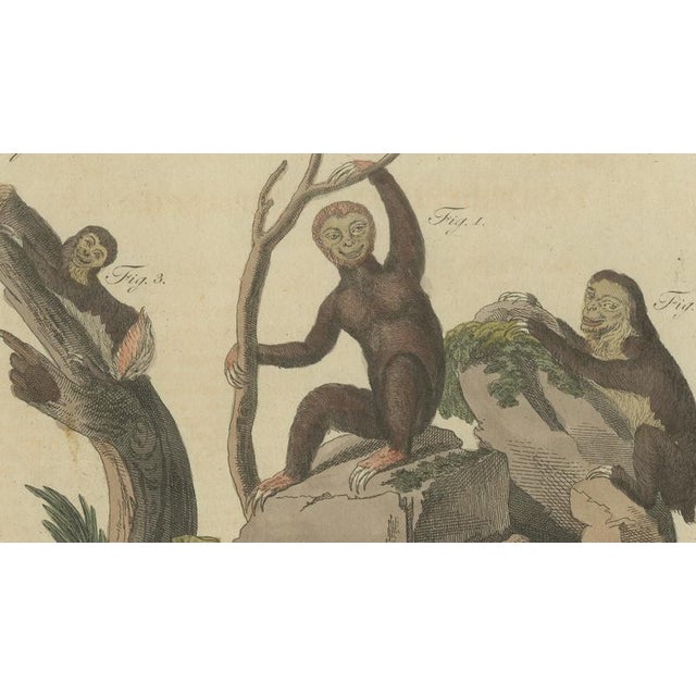 Bertuch, Monkeys & South American Anteaters, 1800, Engraving For Sale - Image 9 of 10