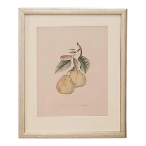 19th Century Hand Colored French Engraving of Pears