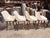 Wood Adriana Hoyos White Leather Swivel Counter Stool For Sale - Image 7 of 7