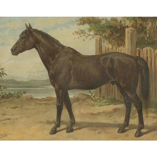 After Otto Eerelman, Australian Horse, 1898, Lithograph on Paper For Sale - Image 3 of 9