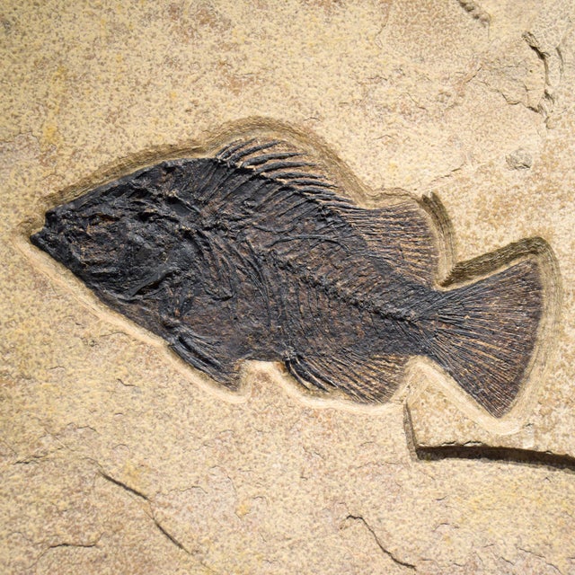 50 Million Year Old Fossil Fish Mural 7742cm For Sale - Image 4 of 4