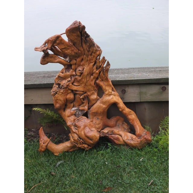Rustic Rustic Bird Like Natural Tree Root Sculpture For Sale - Image 3 of 8