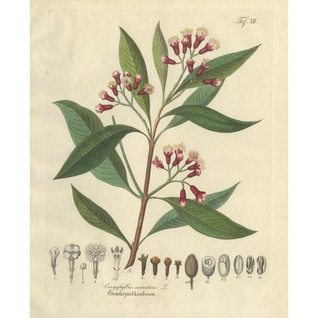 Caryophyllus Aromaticus, 1800s, Paper For Sale - Image 10 of 10