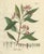 Caryophyllus Aromaticus, 1800s, Paper For Sale - Image 10 of 10