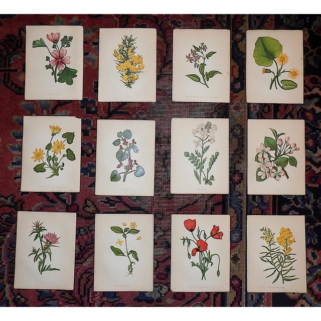 Antique 19th Century Anne Pratt Botanical Chromolithographs - Set of 12 For Sale - Image 10 of 10