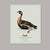 Robin's Egg Blue William Lewin 1789 Waterbirds Fine Art Gallery Board Print - The Red Breasted Goose For Sale - Image 8 of 11