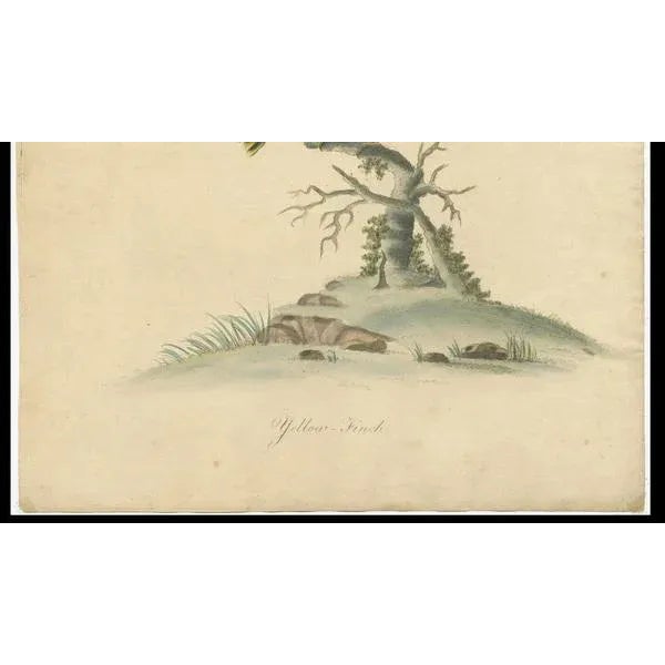 Late 18th-Century Hand-Colored Copperplate Engraving of the Yellow Finch, 1794 For Sale - Image 4 of 7