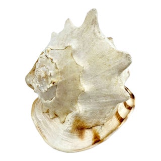 Vintage Large Horned Conch Coastal Sea Shell For Sale