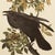 Farmhouse 1990s Raven After Audubon, Cottage Style Print For Sale - Image 3 of 10