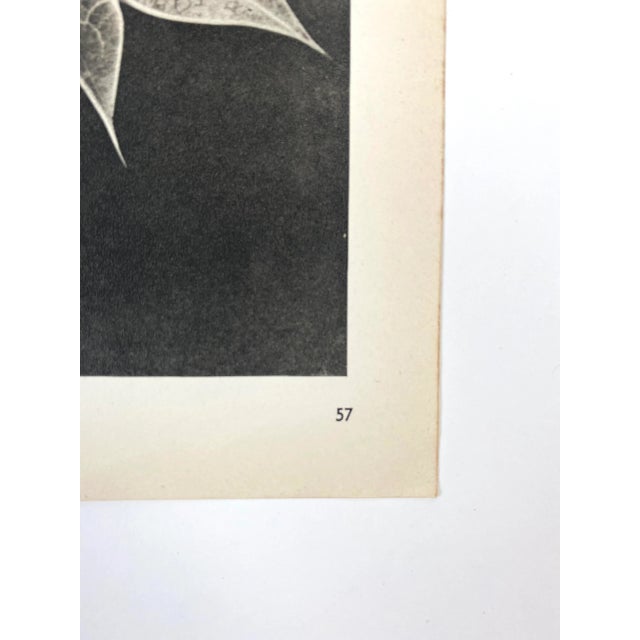Traditional 1940s Botanical Blossfeldt Print - No. 57 For Sale - Image 3 of 4