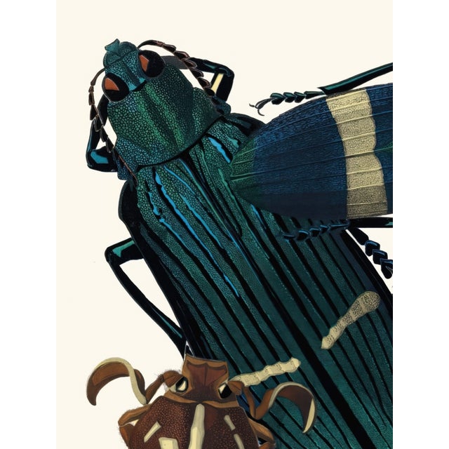 Vintage insect art print reproduction by Emile-Allain Séguy, featuring Art Deco–era beetle illustrations originally...