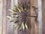 Tree Sculpture from Daniel dHaeseleer For Sale - Image 4 of 12