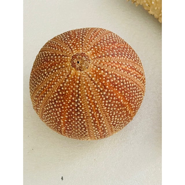 1940s Nature’s Beauty Antque Sea Shell Collection For Sale - Image 4 of 6