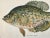 Original Antique Chromolithograph the Calico Bass Fish Print by Tarleton Bean Circa 1890 For Sale - Image 4 of 5