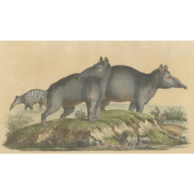 Karl Joseph Brodtmann, Tapir Family with Juvenile in Tropical Wetland, 1816, Lithograph For Sale - Image 4 of 10