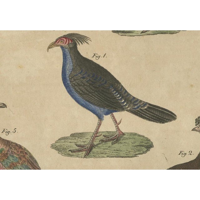 Early 19th Century Bertuch, Crested Birds, 1800, Engraving For Sale - Image 5 of 9
