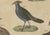 Early 19th Century Bertuch, Crested Birds, 1800, Engraving For Sale - Image 5 of 9