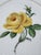 Painted Porcelain Plate from Meissen, 1960s For Sale - Image 3 of 10