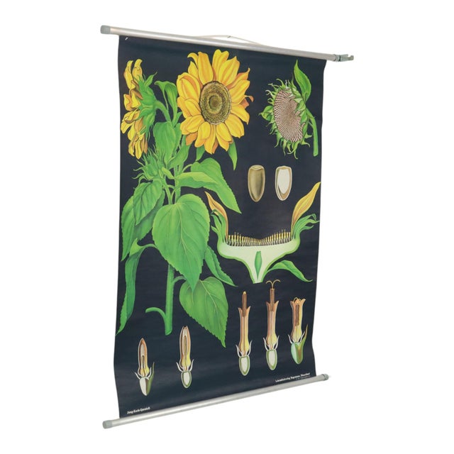 Beautiful large vintage school chart/poster depicting the sunflower; paper on linen, by Jung Koch Quentell, dated 1973,...