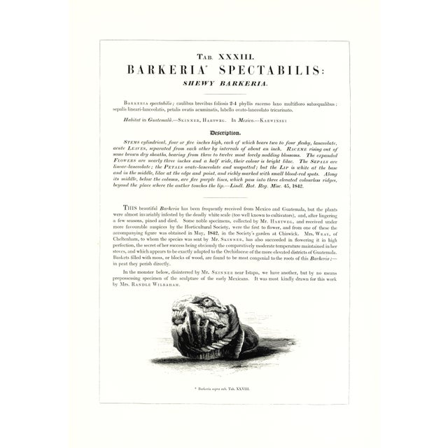 Large 1973 Orchid Flower Lithograph "Barkeria Spectabilis" (Shewy Barkeria) After James Bateman For Sale - Image 4 of 6