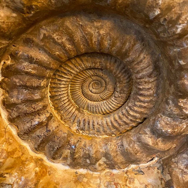Large Ammonite Fossil Unique Accent For Sale - Image 11 of 16