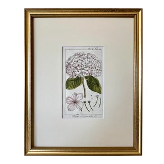 Antique Floral Botanical Print of Pink Hydrangeas by Johannes Zorn 1785 For Sale