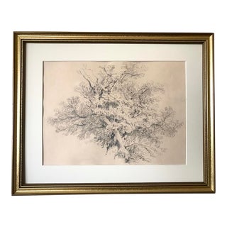Antique English Graphite Drawing Study of a Tree 19th Century For Sale