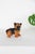 Lupo is a delightful ceramic statue hand-crafted by expert hands in Italy in the early 70s. The figurine represent a...