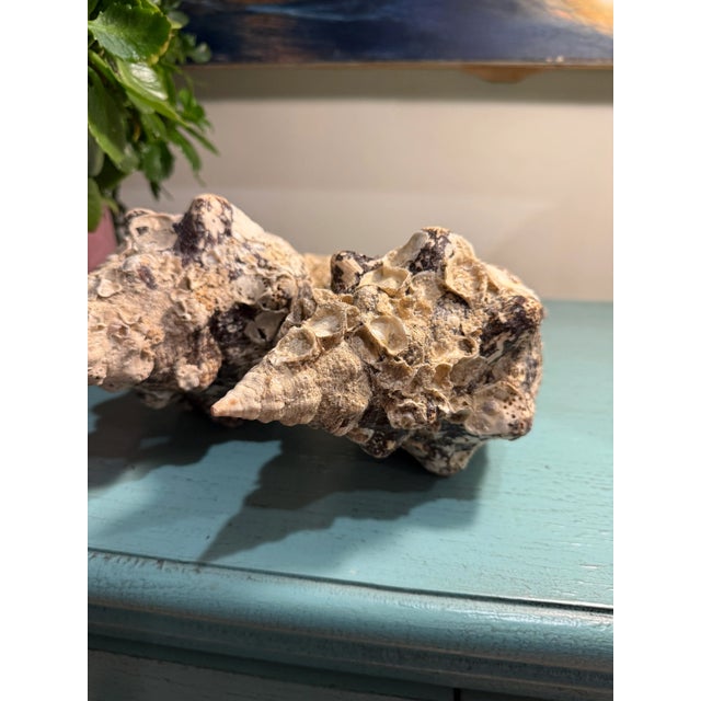 Pair Vintage Natural Horse Conch Seashell Specimen Organic Decor For Sale - Image 12 of 16