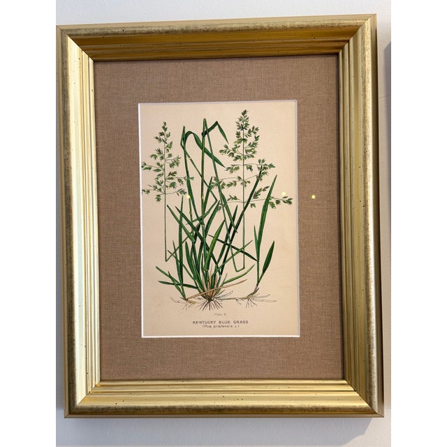 A Suite of Eight English Botanical Engravings, Late 19th Century For Sale - Image 12 of 13