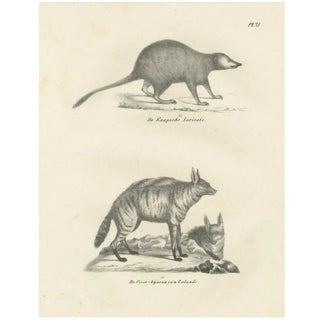 C.C. G. Zool., The Cape Meerkat and Lalandes Civet Hyena, 1836, Lithograph For Sale