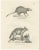 C.C. G. Zool., The Cape Meerkat and Lalandes Civet Hyena, 1836, Lithograph For Sale