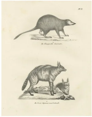 C.C. G. Zool., The Cape Meerkat and Lalandes Civet Hyena, 1836, Lithograph