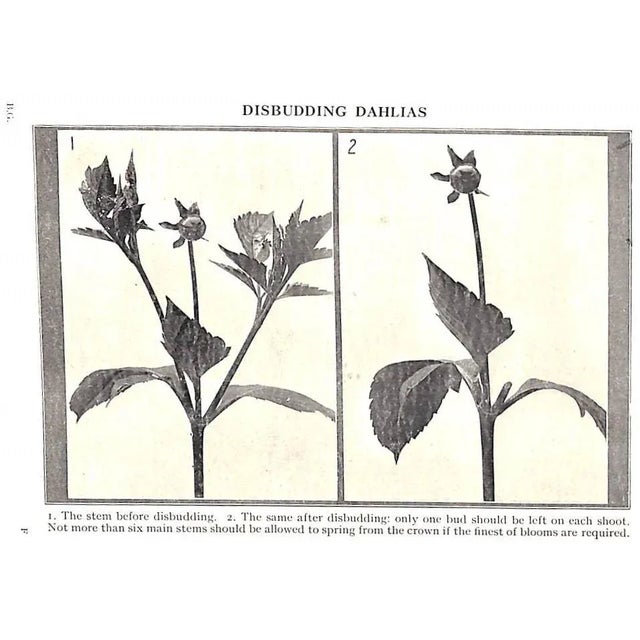 "Ward Lock's Book of Gardening: An Abc of Garden Management" For Sale In New York - Image 6 of 9